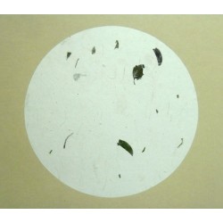 Рисовая бумага в паспарту на картоне, 26.9 x 23.9 см.